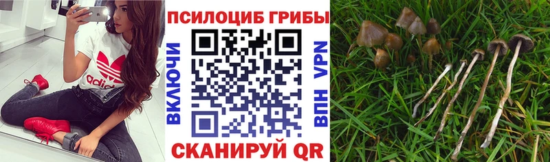 где купить наркоту  Саров  Галлюциногенные грибы Psilocybine cubensis 
